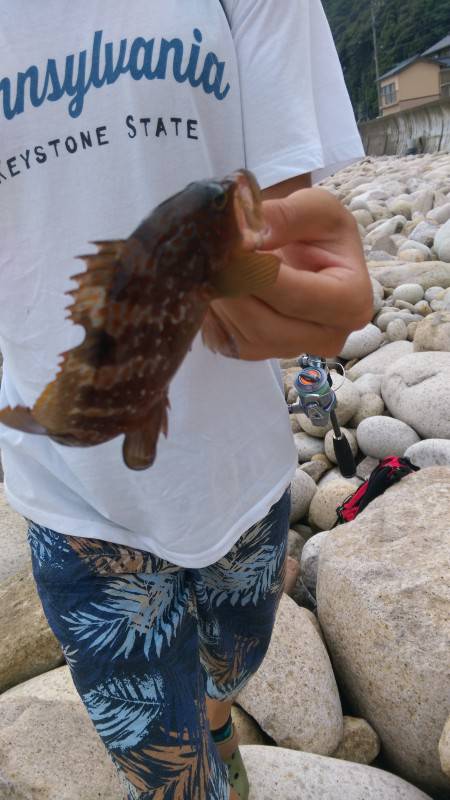 ロックフィッシュ狙い